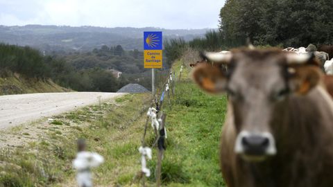 El Camino de Santiago a su paso por Rodeiro