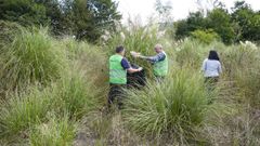 Voluntarios de Vaipolorio trabajando en la erradicacin de hierba de la Pampa, este sbado en el entorno del Gafos en Tomeza