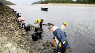 Recogida de ostra japonesa por mariscadoras en la r�a de O Barqueiro.