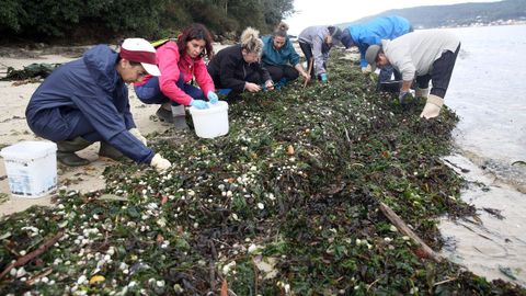 Mariscadores de Noia en la playa de Testal recuperando marisco despu�s del temporal Kirk