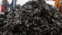 Foto de archivo de mejillones en un barco auxiliar de una batea gallega