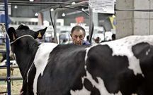 Imagen de una ganadero ayer con su vaca en el recinto ferial.