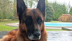 El perro es un pastor alem�n de 10 a�os que necesita medicaci�n
