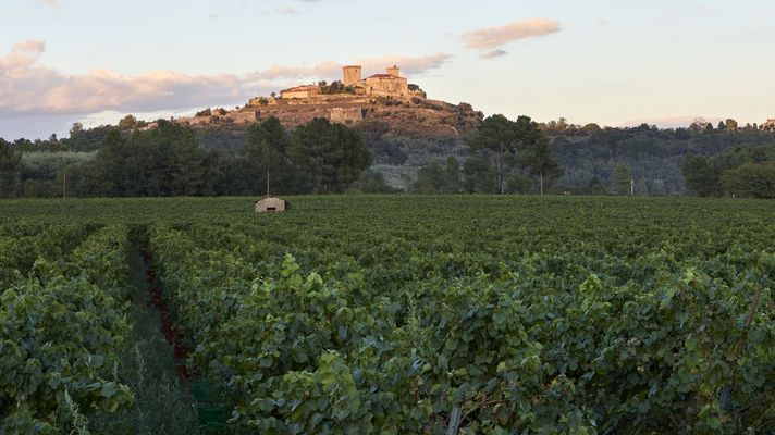 Monterrei ha incrementado su superficie de vi�edo en los �ltimos a�os
