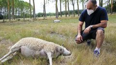 Borja �lvarez ha perdido 20 ovejas en el ataque del lobo