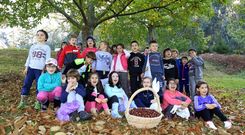 Un grupo de escolares del Ceip Pluriling�e Santa Rita de Galdo, en Viveiro, realiz� ayer una salida de campo para recoger casta�as. 