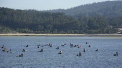 Las mariscadoras no regresar�n a la playa en la r�a de Pontevedra en lo que queda de enero