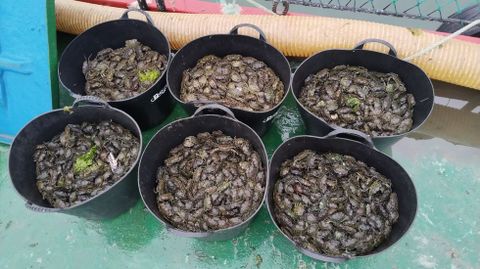 Capturas de cangrejo verde en un día de trabajo en la ría de Pontevedra en el operativo de lucha contra depredadores