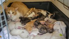 La protectora Moura recogi� tres gatas adultas y sus 14 beb�s en un solo d�a