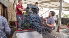 Descarga de uva, la pasada vendimia, en la bodega Rectoral de Amandi