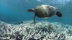 Una tortuga, sobre la Gran Barrera de Coral