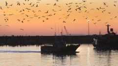 La pesca ocupa el undcimo puesto de los sectores que ms exportan desde Galicia a Argentina