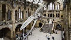 El Museo de Historia Natural de Londres, donde se conservan los restos