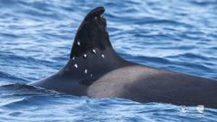 La aleta dorsal de la orca bautizada como To�i, con huellas de impactos de perdigones
