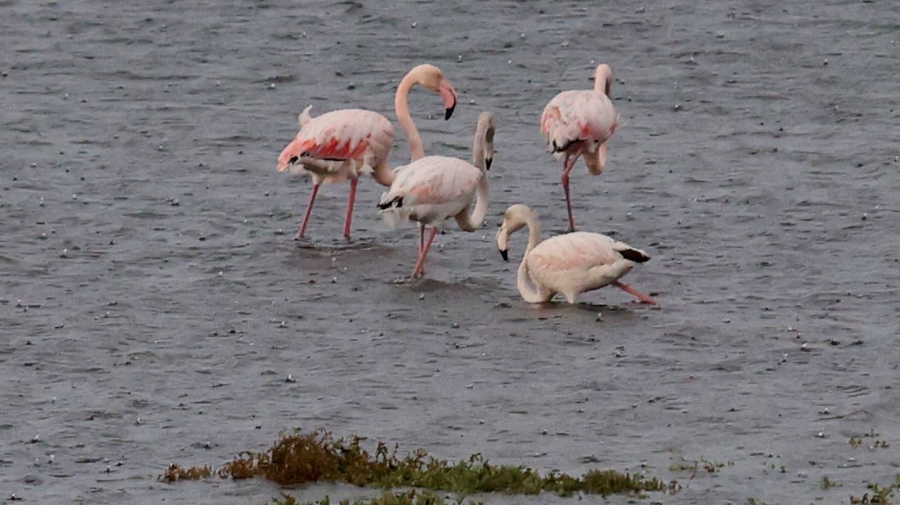 Los flamencos le cogen el gusto a pasar el invierno en O Grove