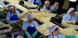 Conservas Calvo es una de las 599 empresas bien gestionadas de Galicia.