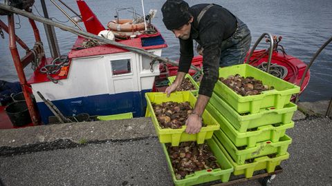 La campa�a del bou de vara en Rianxo se inici� el primer lunes del mes de noviembre