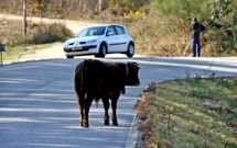 La limitaci�n en viales sin aceras ser� entre 30 y 60 kil�metros por hora, dependiendo de la anchura.