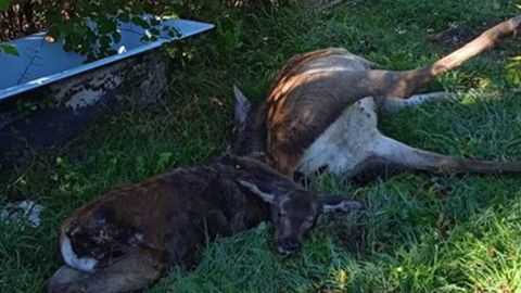 Una cierva y su cr�a muertas en Teverga