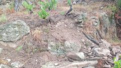 Pared de un vi�edo derribada por los jabal�es en las semanas previas a la vendimia