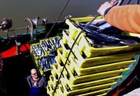 El cerco pondr� fin el martes a la costera del verdel m�s corta de la historia.