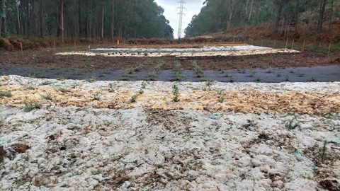 El ensayo se est desarrollando en dos parcelas de monte en Marn y en Bueu