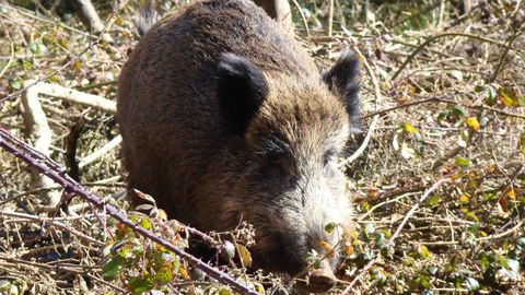 Imagen de archivo de un jabal en el monte