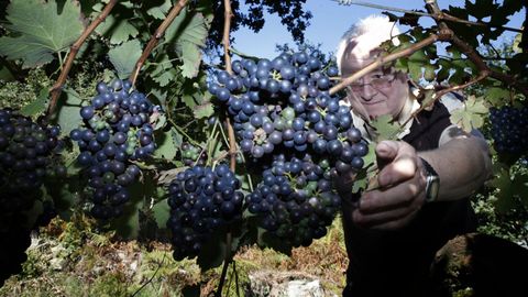 Vendimia en los viñedos de Antonio Saborido