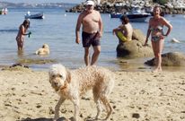 Las playas caninas han atra�do a O Grove a un nuevo tipo de turista: el que viaja con sus mascotas. 