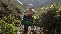 Vendimia en la parroquia de Doade, el pasado fin de semana