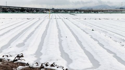 Campo de lechugas cubierto con un plastico para evitar las heladas