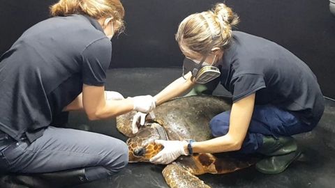 La tortuga, atendida por dos trabajadoras del Acuario de Gij�n