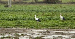<span lang= es-es >Vuelven las cig�e�as</span>. Estos d�as se empiezan a ver cig�e�as en distintos lugares de la provincia. Las de la foto est�n en un prado de la parroquia monfortina de Reigada, cerca del casco urbano. En tiempos, lo habitual era que estas aves volviesen a finales de enero o principios de febrero de sus exilios invernales en el norte de �frica. Ya ha dejado de ser raro empezar a verlas a inicios de enero e incluso antes. 