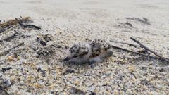 Primer polluelo de p�llara das dunas del 2021 en Galicia, en la playa de Baldaio, Carballo. Se trata de un entorno protegido donde fueron sancionados tres motoristas este domingo.