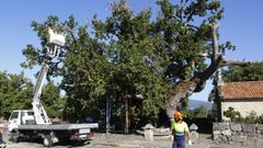 El carballo de Santa Margarita, en una imagen del pasado agosto, cuando se llev� a cabo una actuaci�n de emergencia