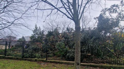 Tala de �rboles en Gij�n