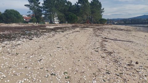 Conchas vacas de almeja en la playa de Lourido, en Poio