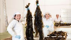 Dos trabajadoras manipulan el producto durante una de las fases de elaboraci�n de las algas.
