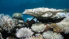 Na imaxe pode verse un coral branqueado, sntoma do aumento da temperatura do mar.