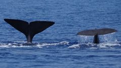 Dos cachalotes nadan en las aguas al norte de Menorca