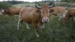 �C�mo es la aut�ntica Rubia Gallega?