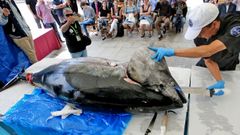 Un at�n rojo en una exhibici�n de ronqueo (troceado) en Vigo, en julio del 2018.