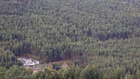 El norte de Galicia es el que acumula mayor volumen de madera de las distintas especies que conviven en el monte gallego. Pero tambin es en la costa donde se concentran la mayor parte de las plantaciones de eucalipto, segn los datos que se presentaron ayer en Santiago. Este monte plantado de eucaliptos en Donios, en Ferrol.
