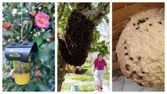 De izquierda a derecha, trampa para velutinas; una colmena de abejas libre de velutinas estos das en la ra; y una colmena de avispas asiticas