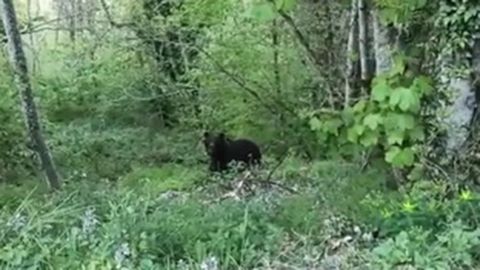 Un oso de gran tama�o en Somiedo