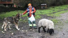 Jacinto Santiago en su casa de Val�n, con el mast�n y la oveja Suffolk que le quedan