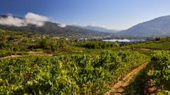 Paisaje de vi�edos en Valdeorras.