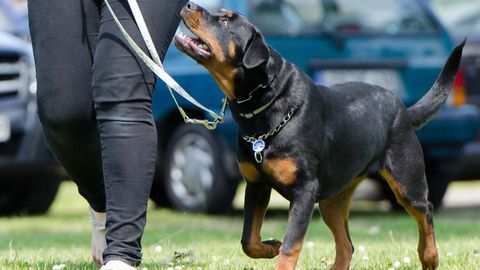 Mujer paseando a su perro