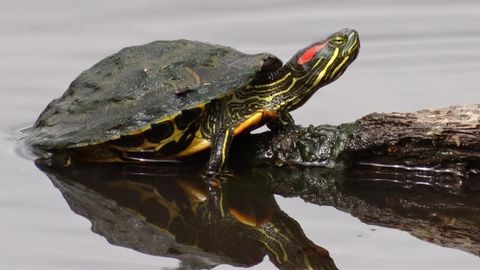 Galápago de Florida, una especie exótica considerada invasora que ya se puede ver en libertad en Asturias