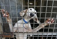 La falta de espacio hace que los perros acogidos se estresen y se peleen entre ellos. 